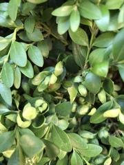 Eurytetranychus buxi