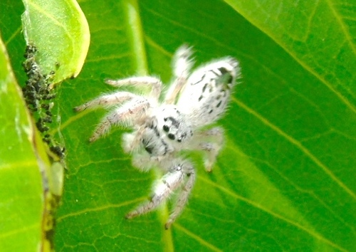 Paraphidippus fartilis
