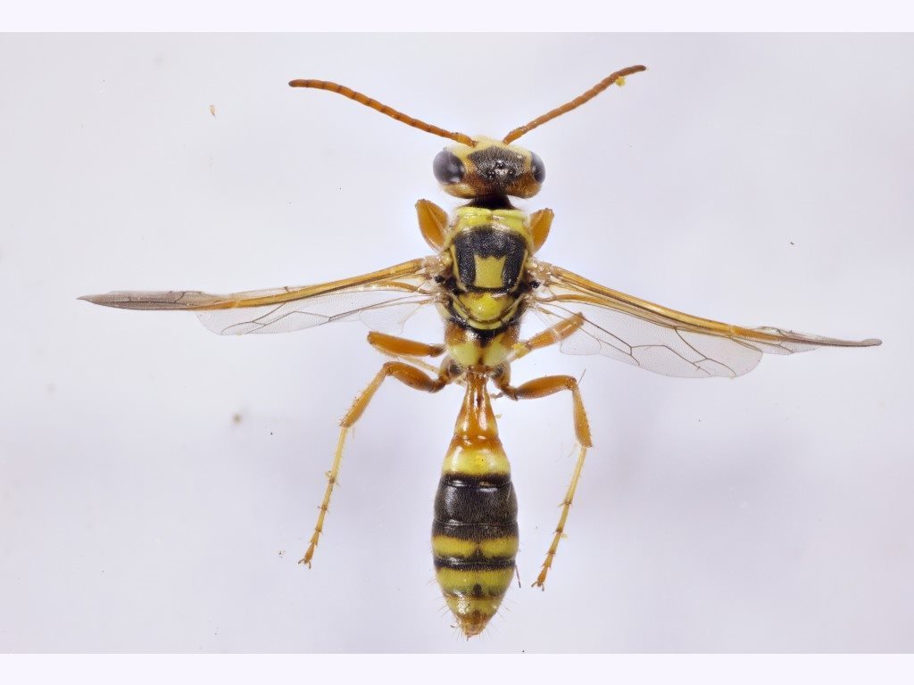 Leiothynnus