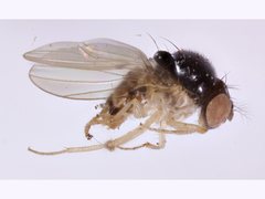 Mycodrosophila