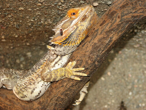 Central Bearded Dragon