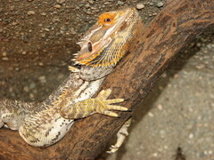 Central Bearded Dragon photo 5
