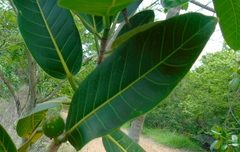 Ficus crocata