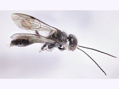 Tachyphron townsvillensis