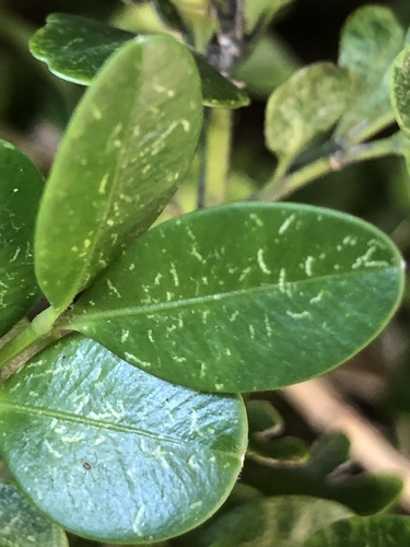 Boxwood Mite