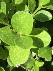 Eurytetranychus buxi