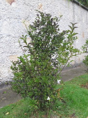 Brunfelsia australis