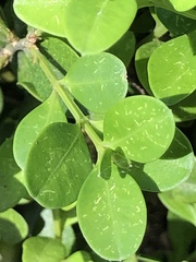 Eurytetranychus buxi