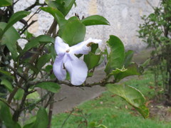 Brunfelsia australis