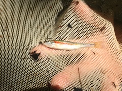 Clinostomus elongatus