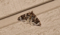 Eulithis xylina