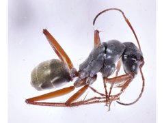 Camponotus dromas