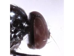 Hydrotaea chalcogaster