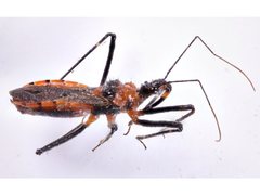 Trachylestes aspericollis