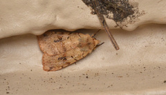 Diarsia esurialis