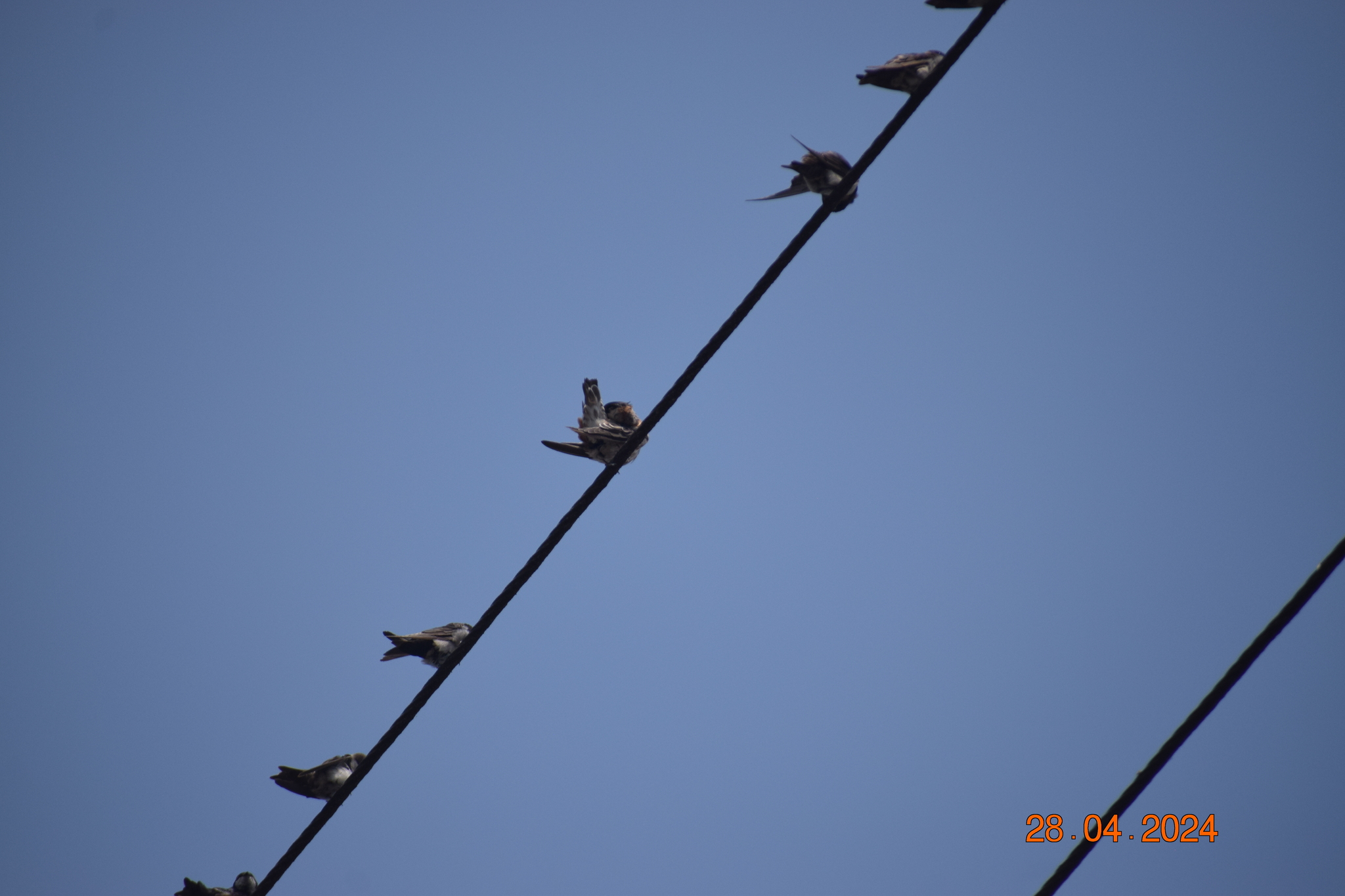 Chestnut-collared Swallow (Petrochelidon rufocollaris), photo 4