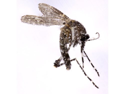 Genus Aedeomyia · iNaturalist United Kingdom