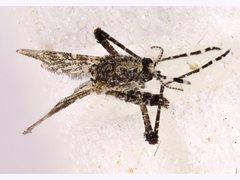 Aedeomyia