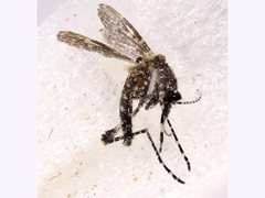 Aedeomyia