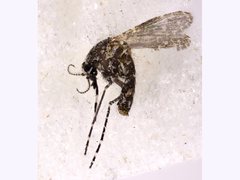 Aedeomyia