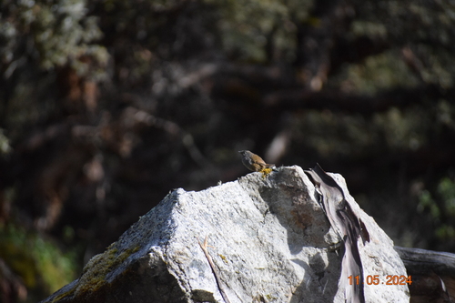 Ancash Tapaculo (Scytalopus affinis), photo 5