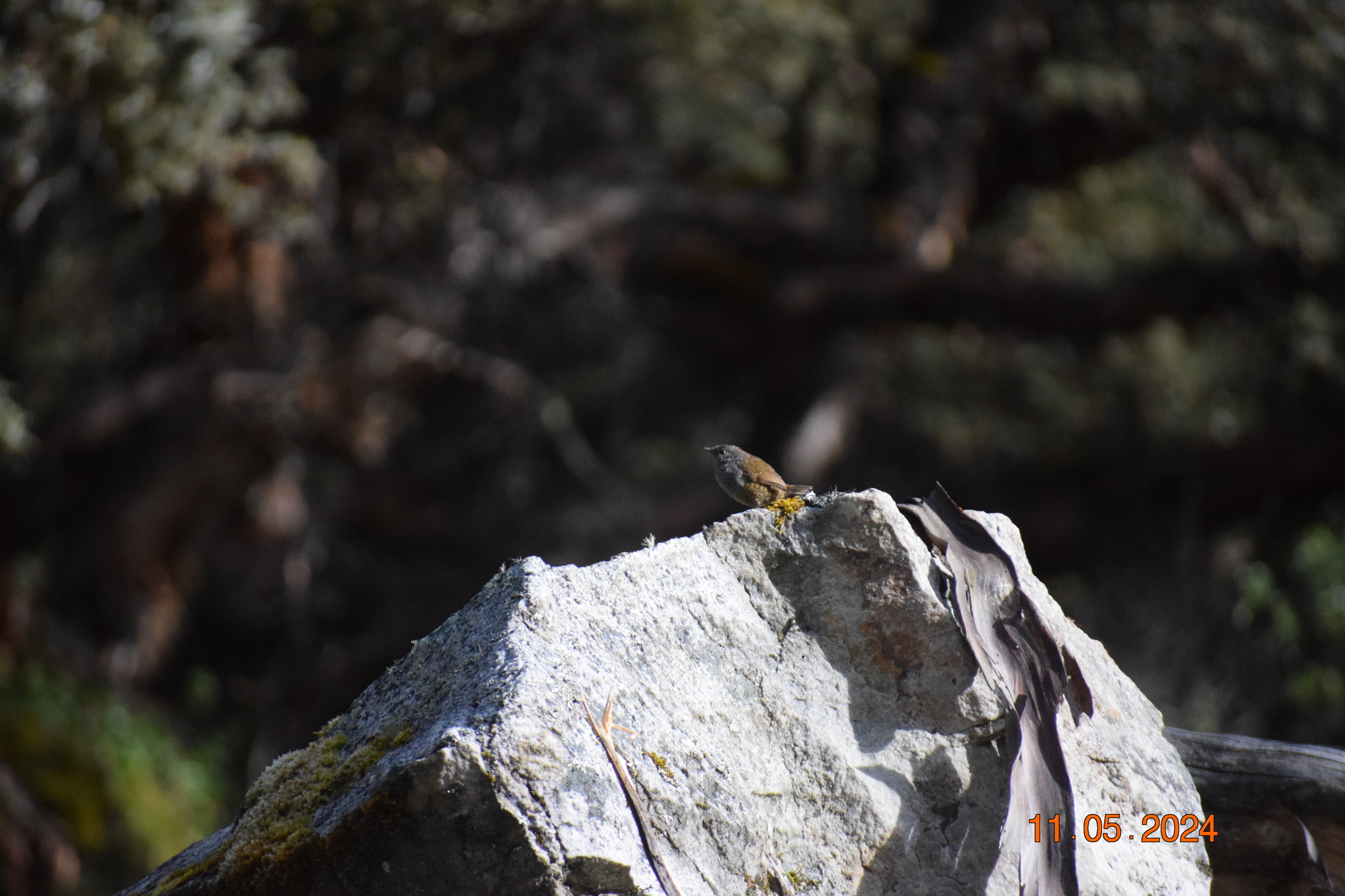 Ancash Tapaculo (Scytalopus affinis), photo 4