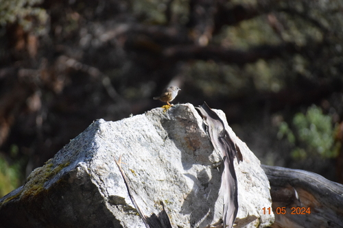 Ancash Tapaculo (Scytalopus affinis), photo 8
