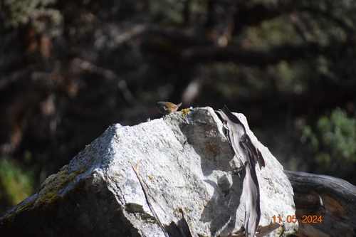 Ancash Tapaculo (Scytalopus affinis), photo 3