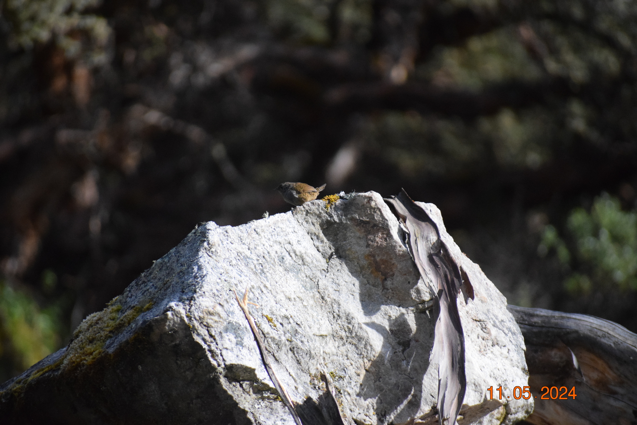 Ancash Tapaculo (Scytalopus affinis), photo 3