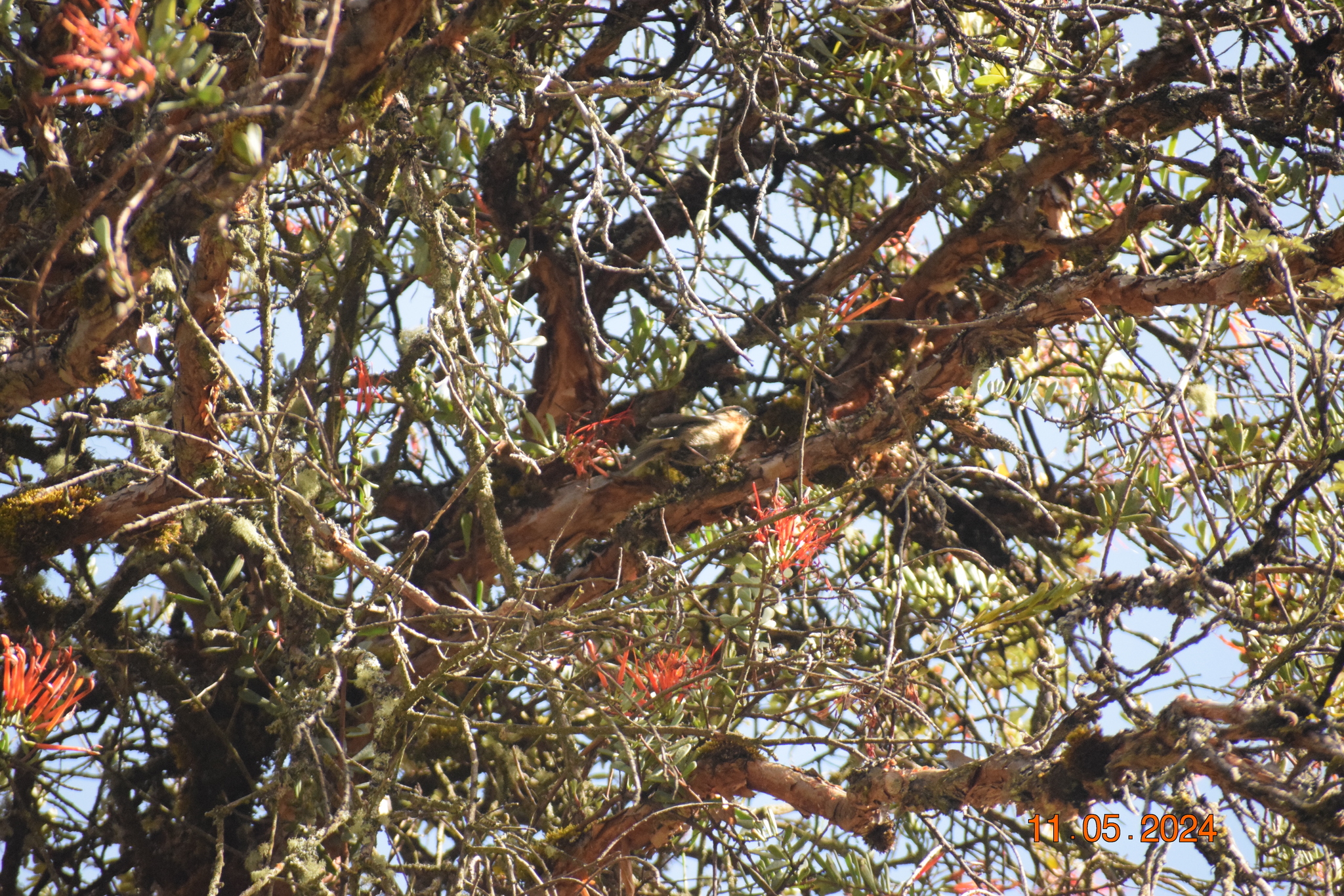 Tit-like Dacnis (Xenodacnis parina), photo 4