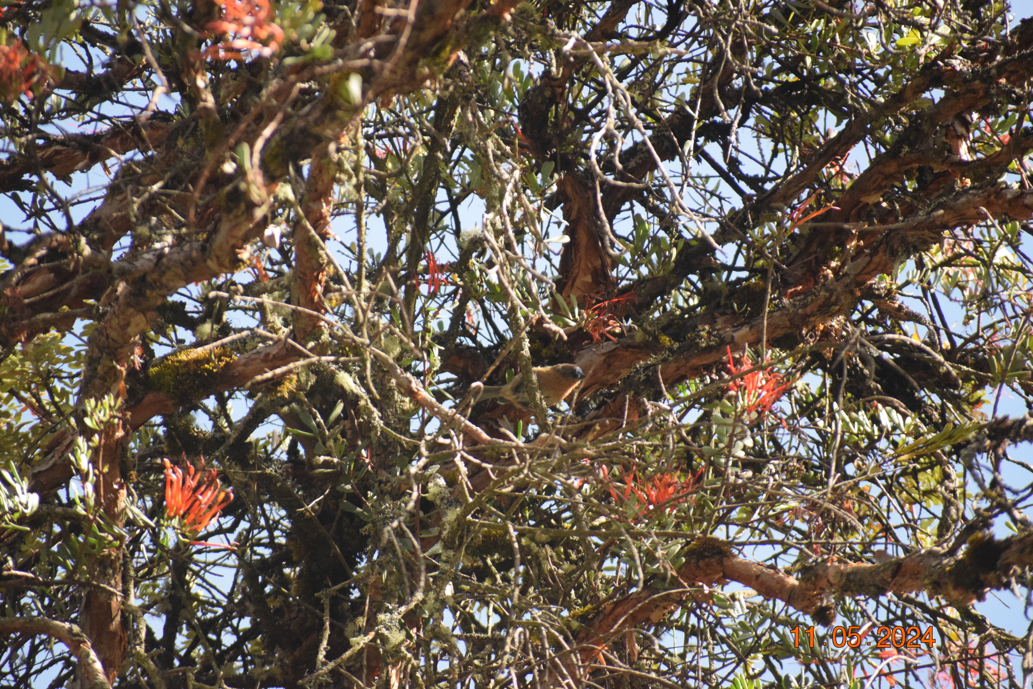 Tit-like Dacnis (Xenodacnis parina), photo 3