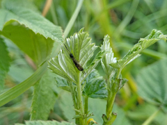 Apterygida albipennis