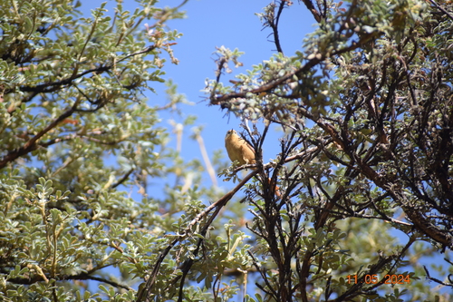 Tawny Tit-Spinetail (Sylviorthorhynchus yanacensis), photo 8