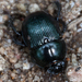 Baly's Earth-boring Beetle - Photo (c) cyric, some rights reserved (CC BY-NC-SA), uploaded by cyric