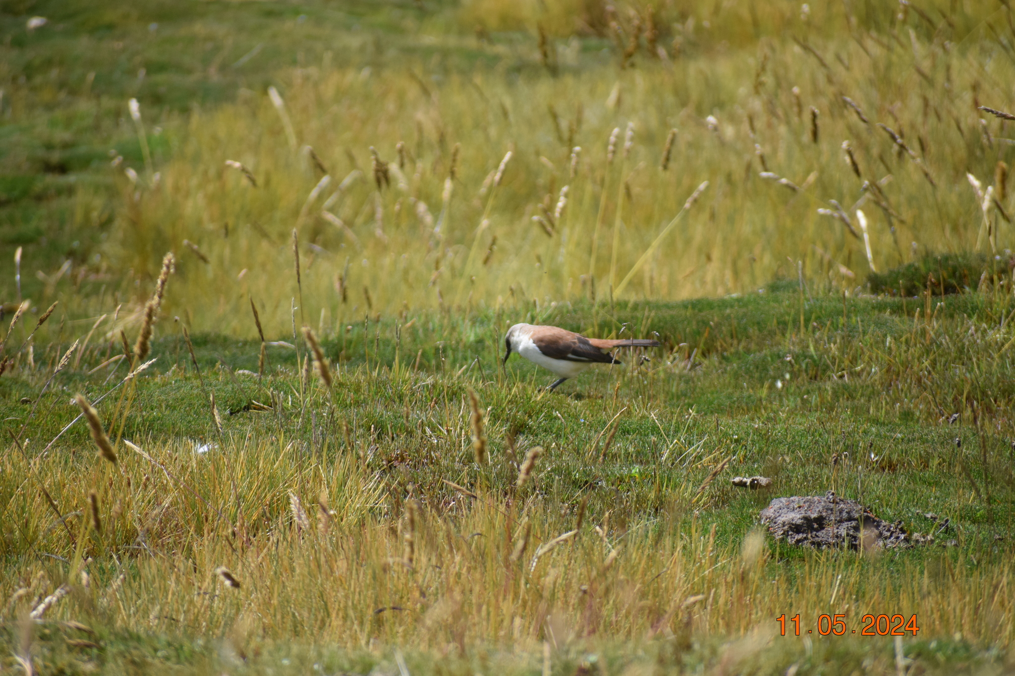 White-bellied Cinclodes (Cinclodes palliatus), photo 8