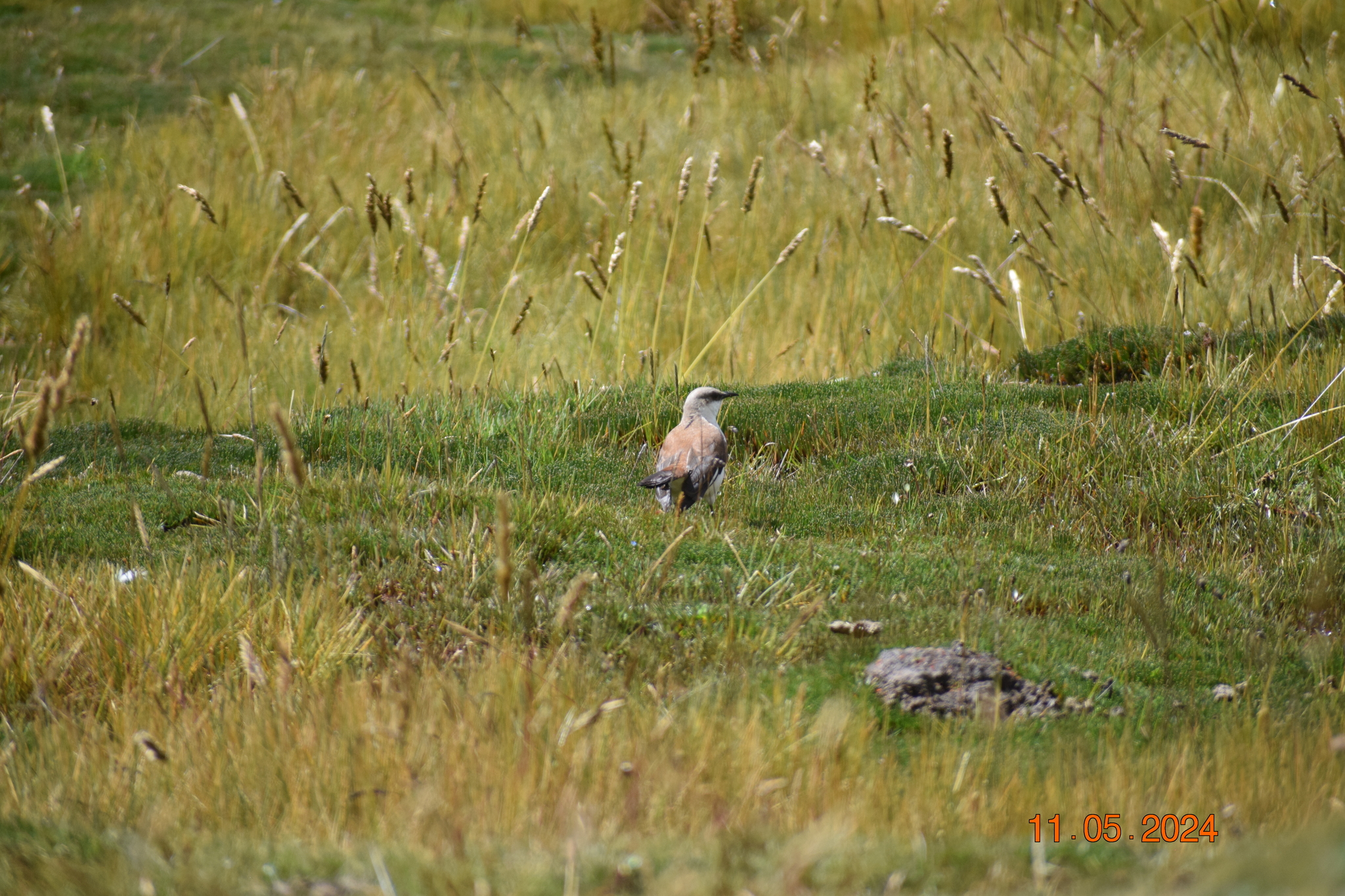 White-bellied Cinclodes (Cinclodes palliatus), photo 9