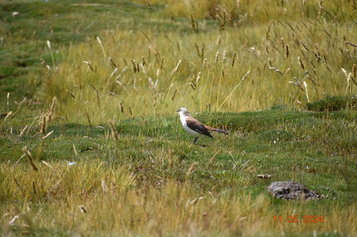 White-bellied Cinclodes (Cinclodes palliatus), photo 7