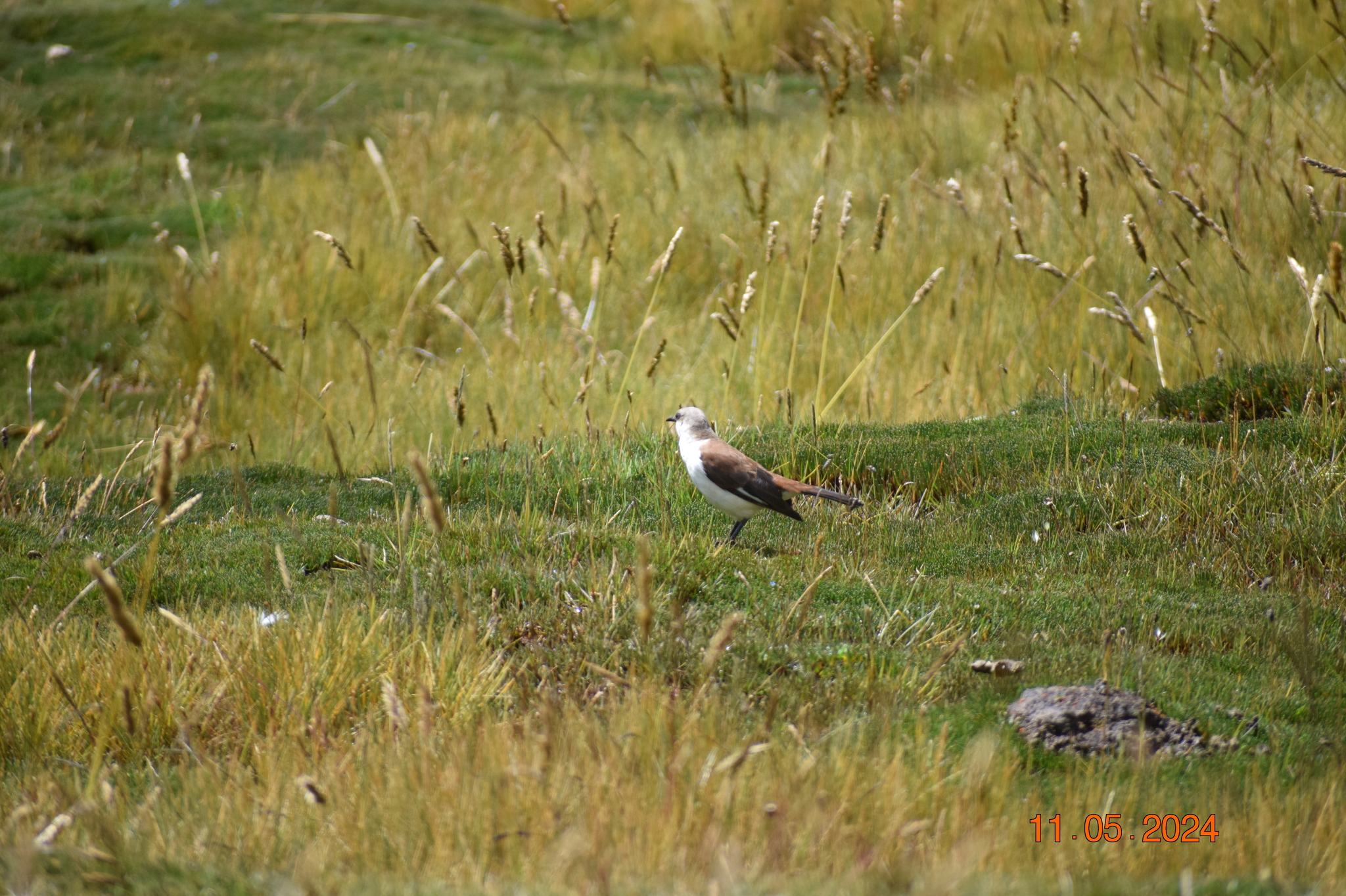 White-bellied Cinclodes (Cinclodes palliatus), photo 7