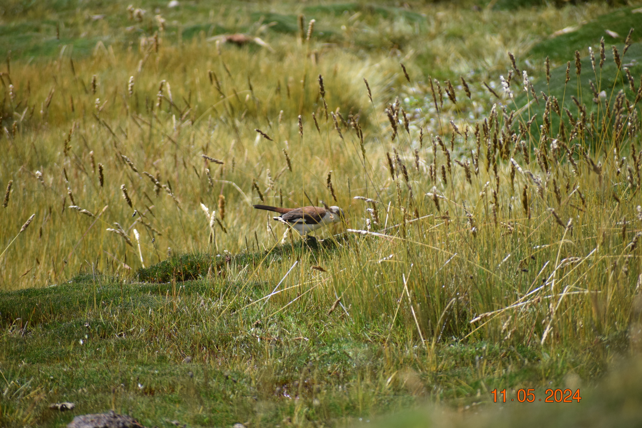 White-bellied Cinclodes (Cinclodes palliatus), photo 10