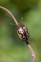 Zygogramma clathrata