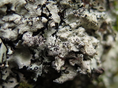 Intralichen christiansenii