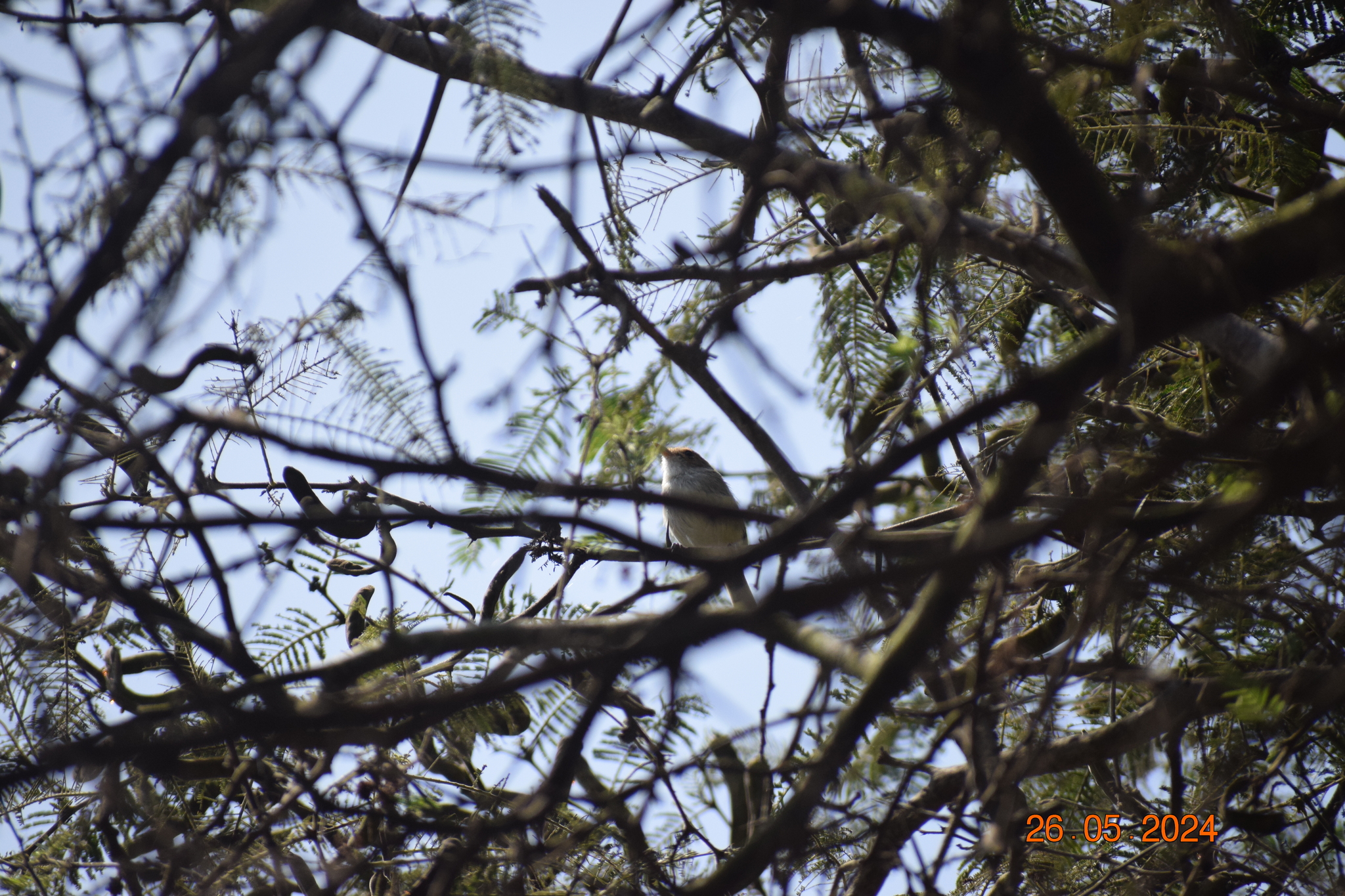 Fulvous-faced Scrub Tyrant (Euscarthmus fulviceps), photo 8