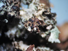 Intralichen christiansenii