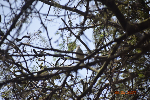 Fulvous-faced Scrub Tyrant (Euscarthmus fulviceps), photo 9