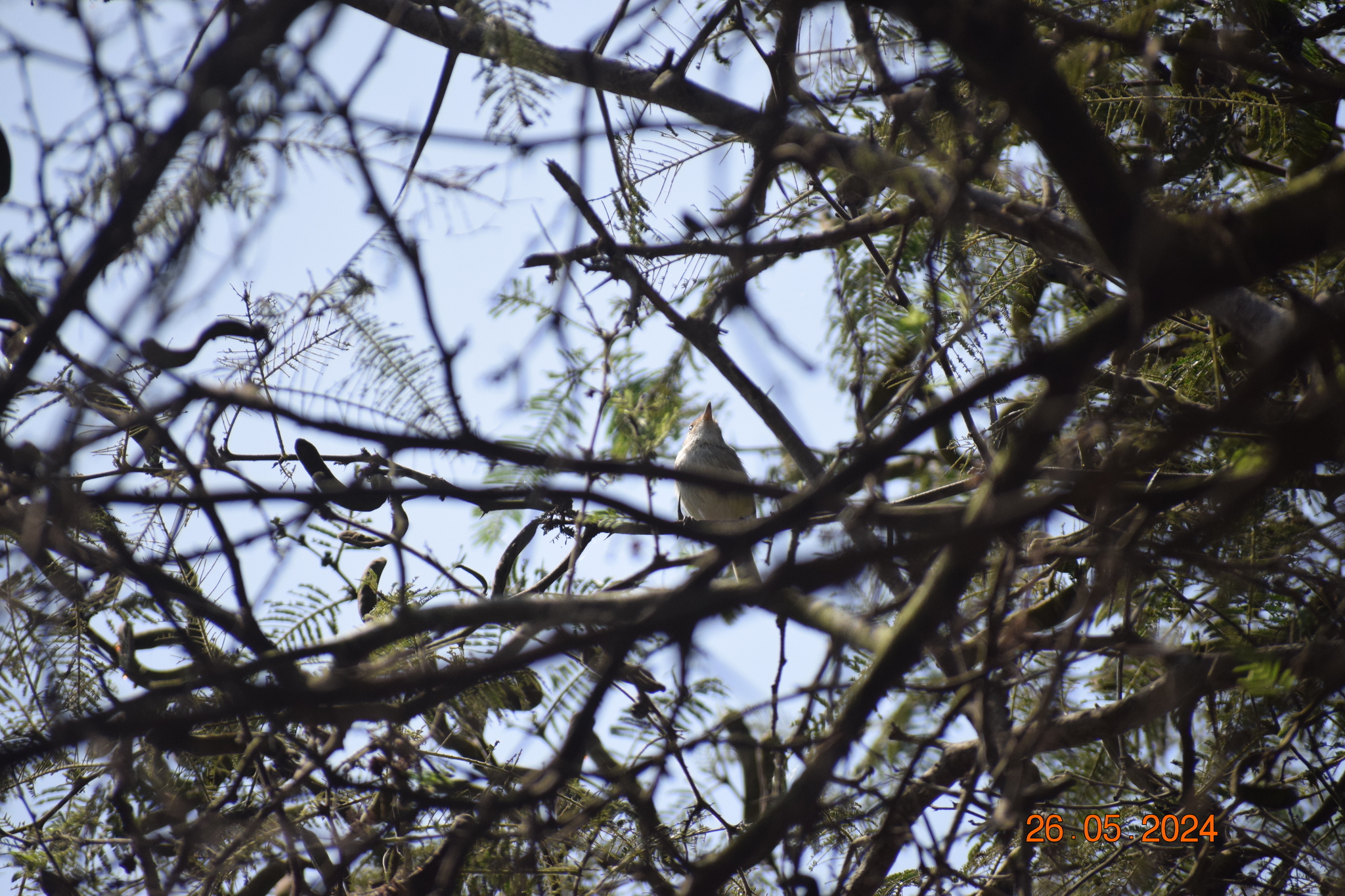 Fulvous-faced Scrub Tyrant (Euscarthmus fulviceps), photo 9