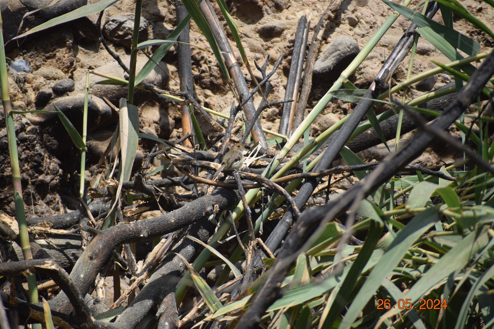 Fulvous-faced Scrub Tyrant (Euscarthmus fulviceps), photo 10