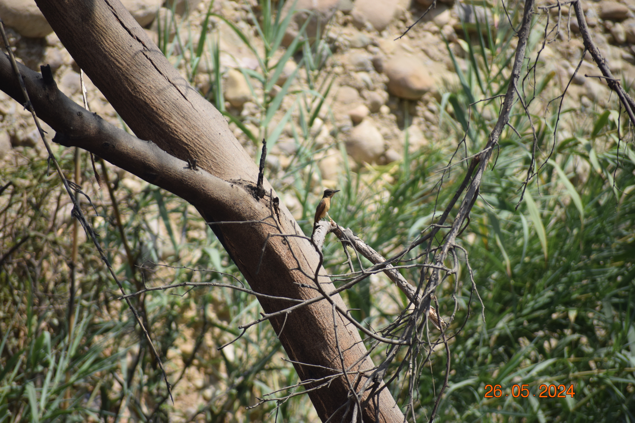 Rufous Flycatcher (Myiarchus semirufus), photo 2