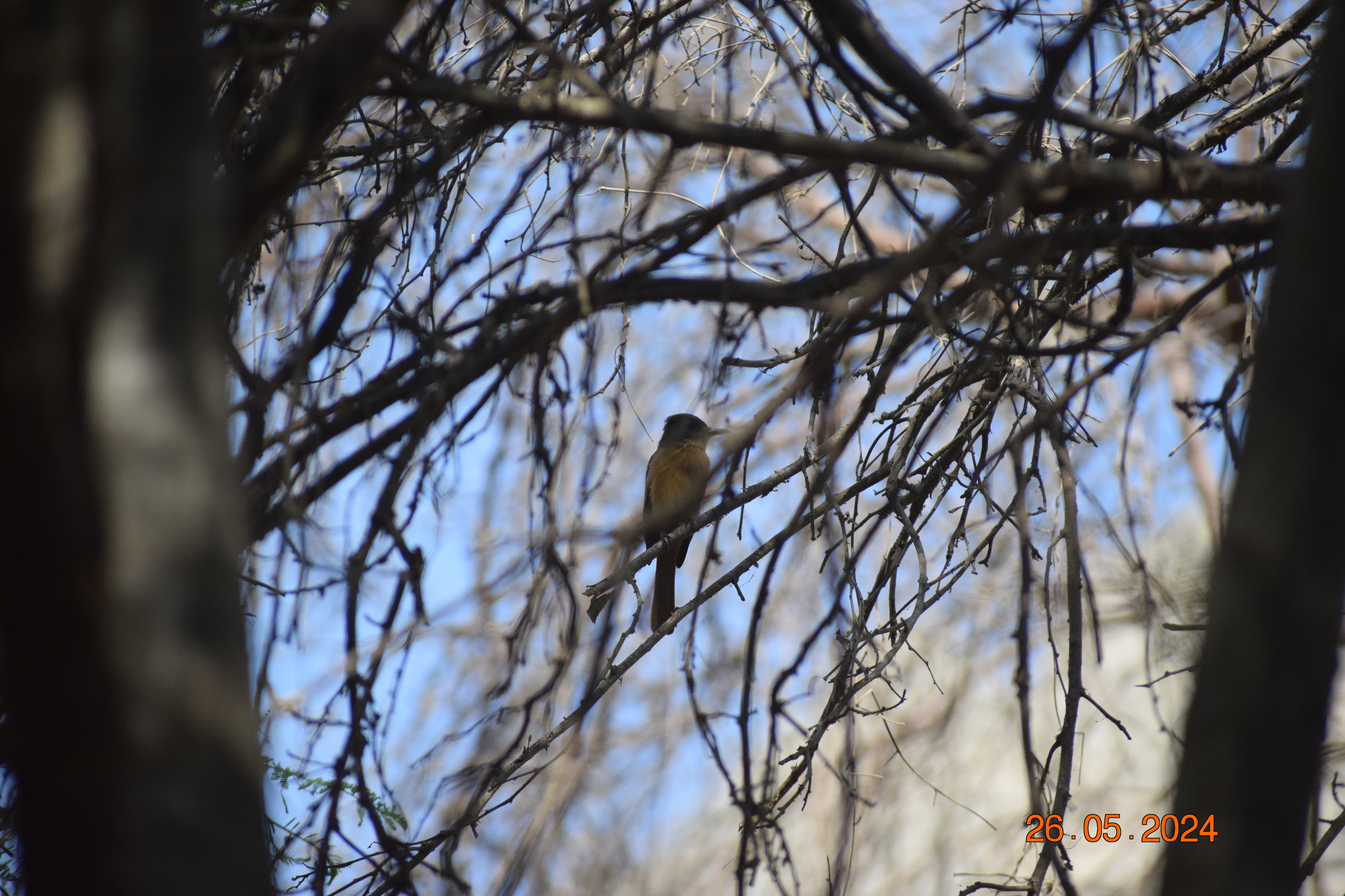 Rufous Flycatcher (Myiarchus semirufus), photo 3