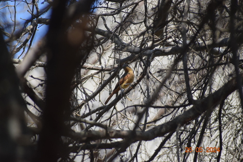 Rufous Flycatcher (Myiarchus semirufus), photo 10