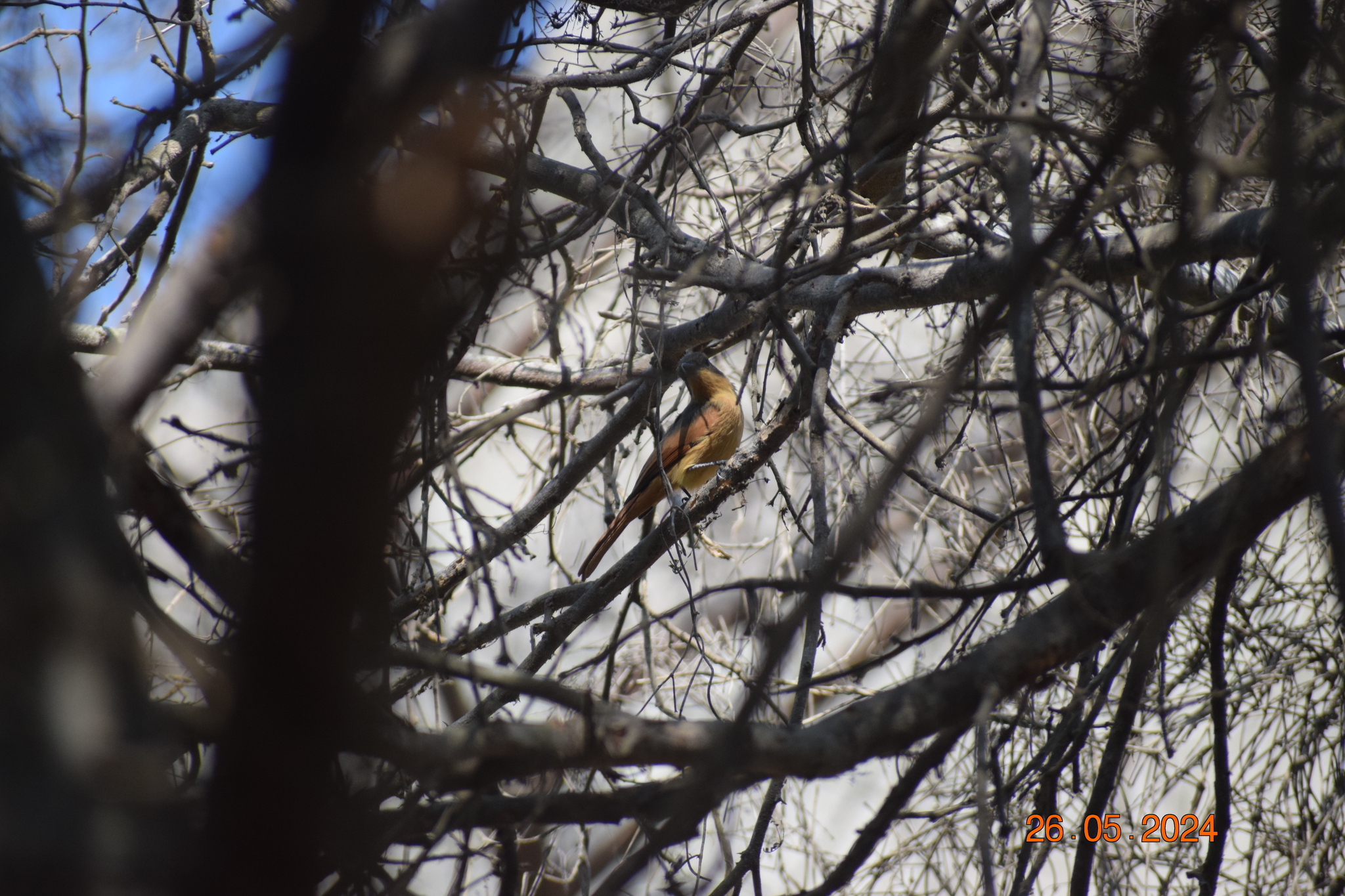 Rufous Flycatcher (Myiarchus semirufus), photo 4